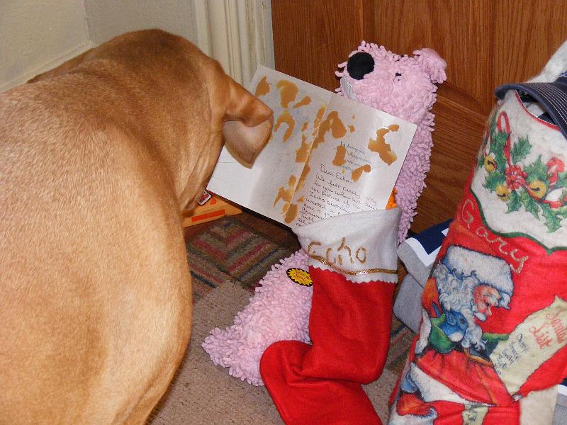 DSCF3901.JPG - Echo's Stocking along with a card from her aunt and uncle