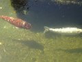 DSC00770