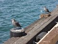 DSC00900